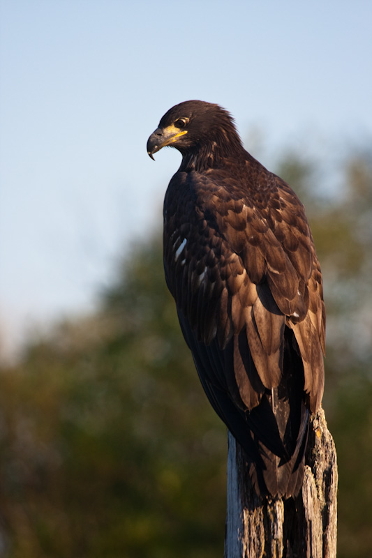 Juvenile Bald Eagle